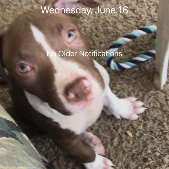 Meet your Posher, Ross - Picture 1 of 1